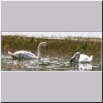 Cygnus olor - Hoeckerschwan 10.jpg